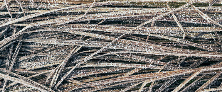 frost on straw mulch