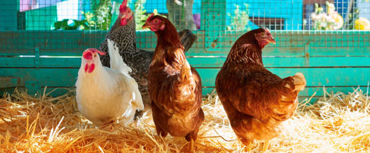 photo of chickens in straw lined coop