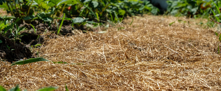 plants growing in straw mulch